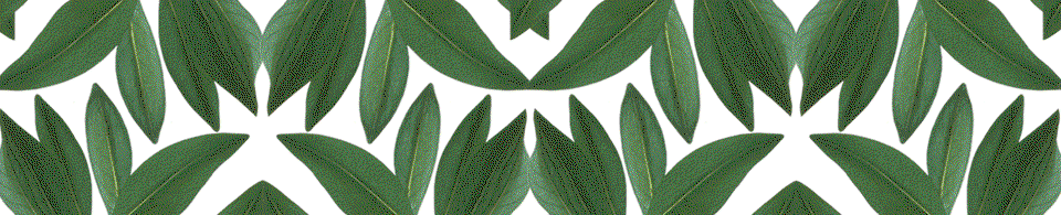 Mangrove & Co.